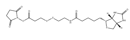 Biotin-SS-NHS ester