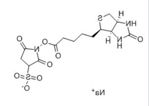 Biotin-Sulfo-NHS ester