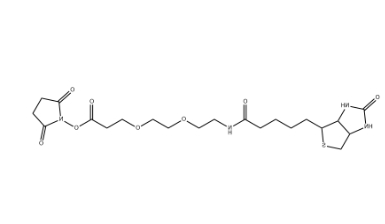 （+）-Biotin-PEG2-NHS Ester