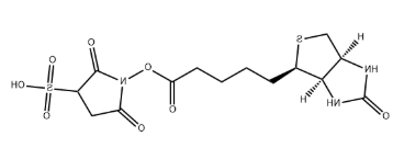 生物素衍生物