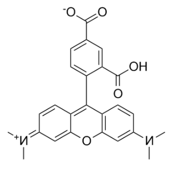 5-TAMRA   
