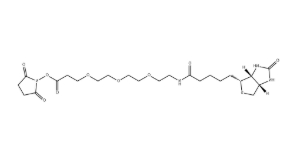 （+）-Biotin-PEG3-NHS Ester