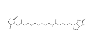 （+）-Biotin-PEG2-NHS Ester