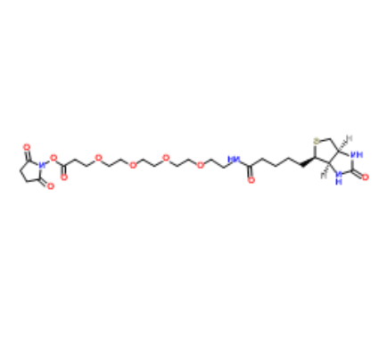 	Biotin-PEG4-NHS ester 