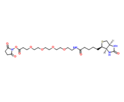 	Biotin-PEG4-NHS ester 