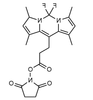 BODIPY 493/503 SE