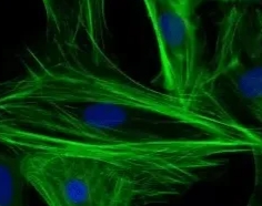 西安球赛在线直播平台
生物提供pH敏感白蛋白纳米粒定制服务