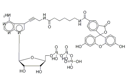 Fluorescein Alkynylamino-ATP 
