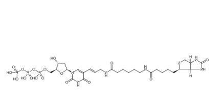 Biotin-11-dUTP Biotin-11-dUTP