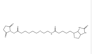 （+）-Biotin-PEG2-NHS Ester