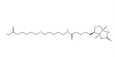 （+）-Biotin-PEG3-CH2CH2COOH