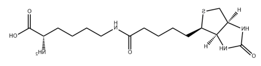 生物素-D-赖氨酸 