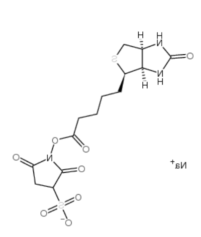 生物素 3-磺酸基-N-羟基琥珀酰亚胺钠盐 