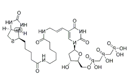 Biotin-11-dUTP 