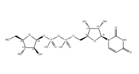 UDP-β-L-Arabinofuranose