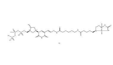 Biotin-11-dUTP