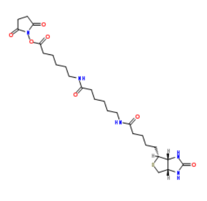 Biotin-LC-LC-NHS 