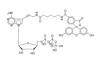 185971-89-5｜Fluorescein Alkynylamino-ATP
