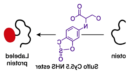 Sulfo Cy5.5 NHS ester