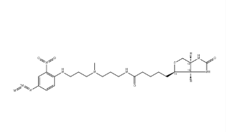 Photobiotin