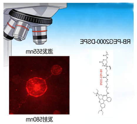 RB-PEG2000-DSPE RB-PEG2000-DSPE