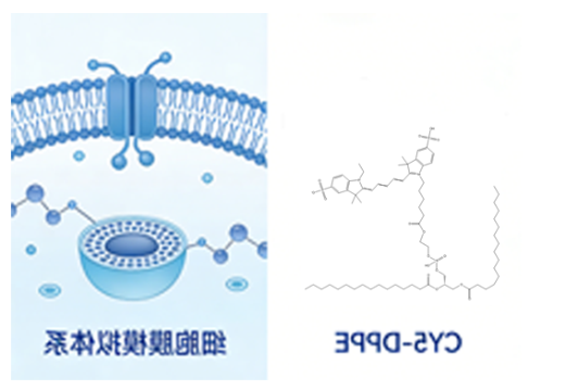 CY5-DPPE CY5-DPPE