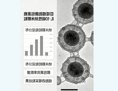 巨噬细胞膜包裹载IL-10仿生磁性纳米颗粒