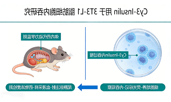 Cy3-Insulin 用于 3T3-L1 脂肪细胞内吞研究 Cy3-Insulin 用于 3T3-L1 脂肪细胞内吞研究