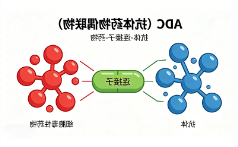 ADC偶联 ADC偶联