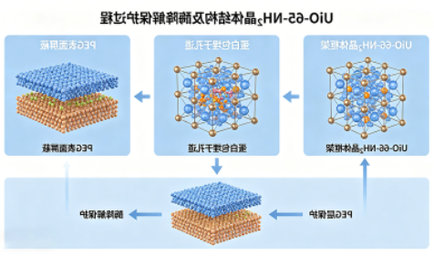 UiO-66-NH₂负载蛋白（大分子药物递送）