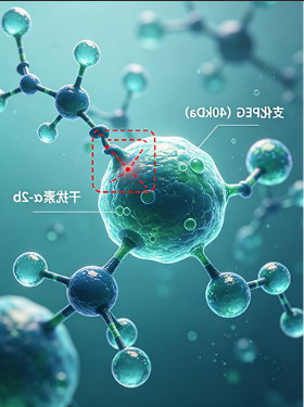 支化PEG（40kDa）修饰干扰素α-2b