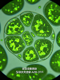 FITC标记BSA（天然蛋白随机标记）