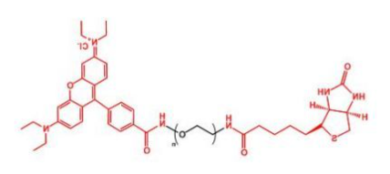 Biotin-PEG-Rhodamine