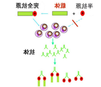 几百种半抗原药物偶联载体蛋白(卵清蛋白OVA、牛血清蛋白BSA、人血清白蛋白HSA)定制合成
