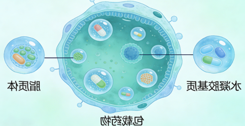 水凝胶载脂质体定制-西安球赛在线直播平台
生物提供定制合成服务