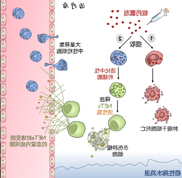 紫杉醇小分子前体药物定制技术-西安球赛在线直播平台
生物提供