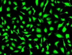 FITC-卵白蛋白（Ovalbumin）定制合成技术-西安球赛在线直播平台
生物