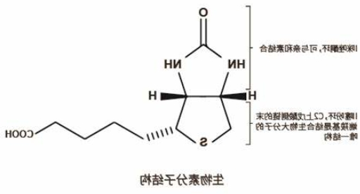 生物素化药物及前体定制合成