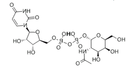 UDP糖|UDP-GALNAC，cas:7277-98-7，UDP-半乳糖二钠盐，UDP-GalNAc