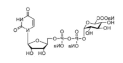 UDP-GlcA， CAS:63700-19-6，尿苷5'-二磷酸葡萄糖醛酸三钠，Uridine 5'-diphosphoglucuronic Acid Trisodium