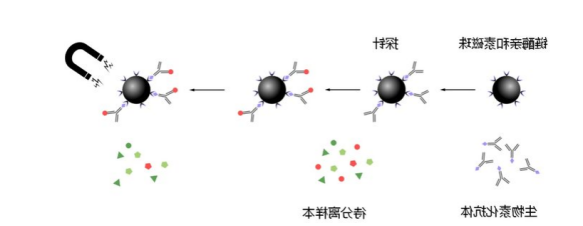 链霉亲和素修饰的四氧化三铁磁性纳米颗粒 Streptavidin modified Fe3O4 Magnetic Nanoparticles