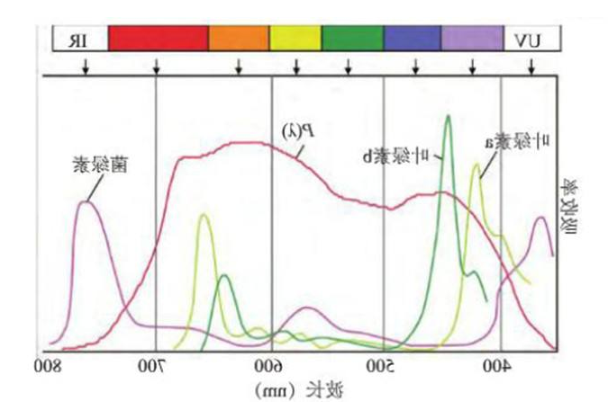 叶绿素家族（a、b、c、d）的偶联修饰定制技术